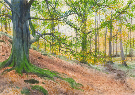 Woodland scene, sun breaking through trees, Thorpe Wood, Peterborough
